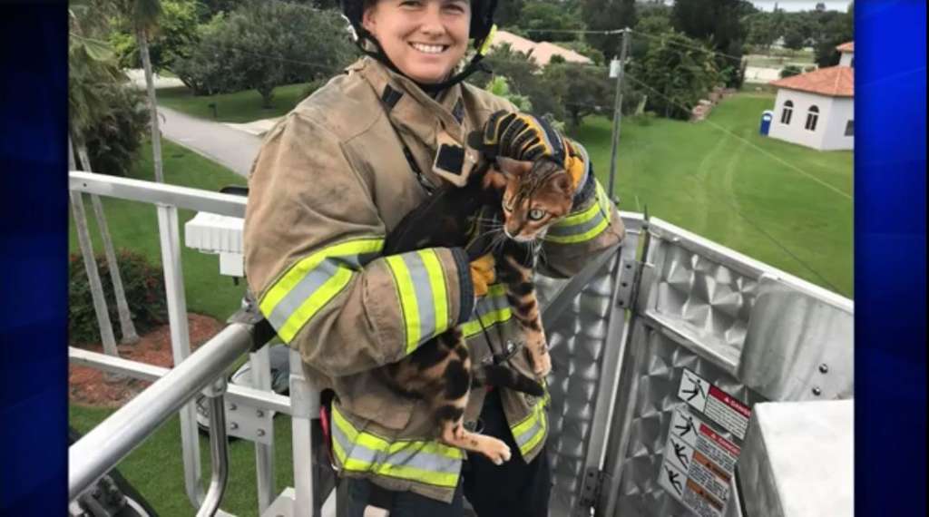 Davie firefighters rescue cat stuck in tree WSVN 7News Miami News