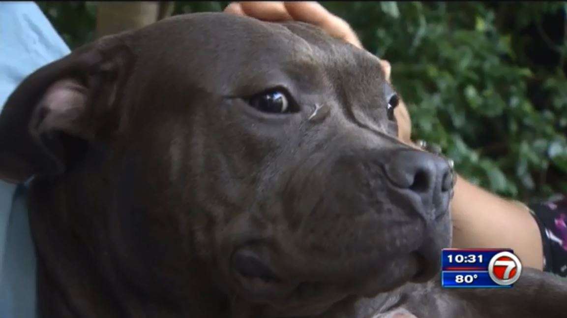 Family reunited with lost puppy in Biscayne Park - WSVN 7News | Miami ...
