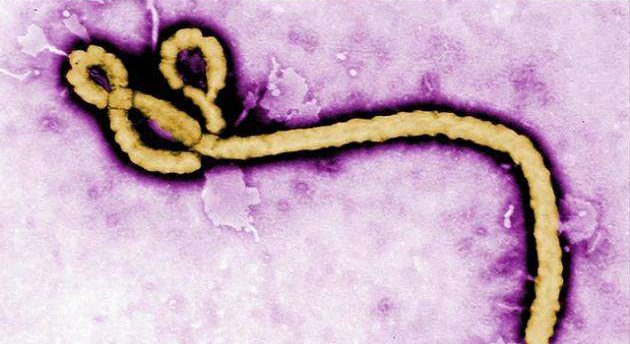WHO chief says Ebola outbreak in Congo is ‘spreading rapidly’ and upgrades risk assessment