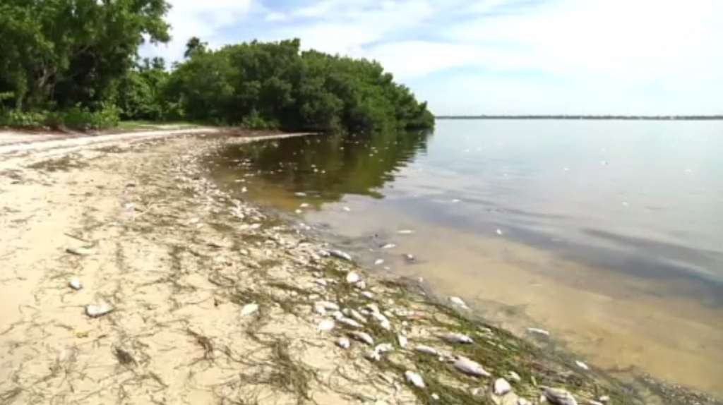 Florida Beaches Deal With Red Tide On Gulf Feces In Miami Wsvn 7news