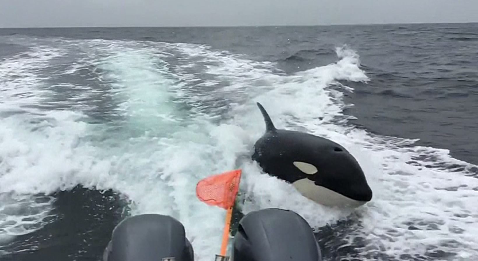 orcas attack yachts