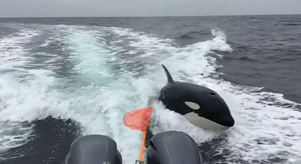 orcas destroying yachts