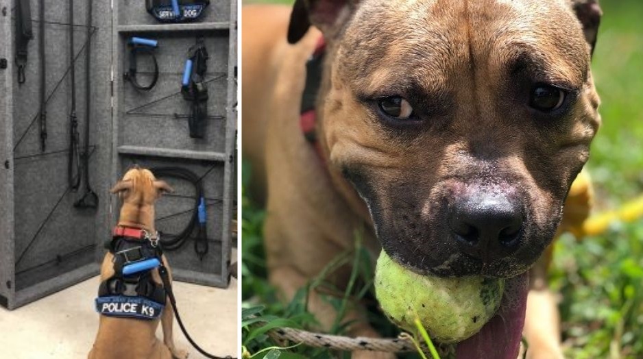 Pit bull rescued from dog fighting ring to police K9 WSVN