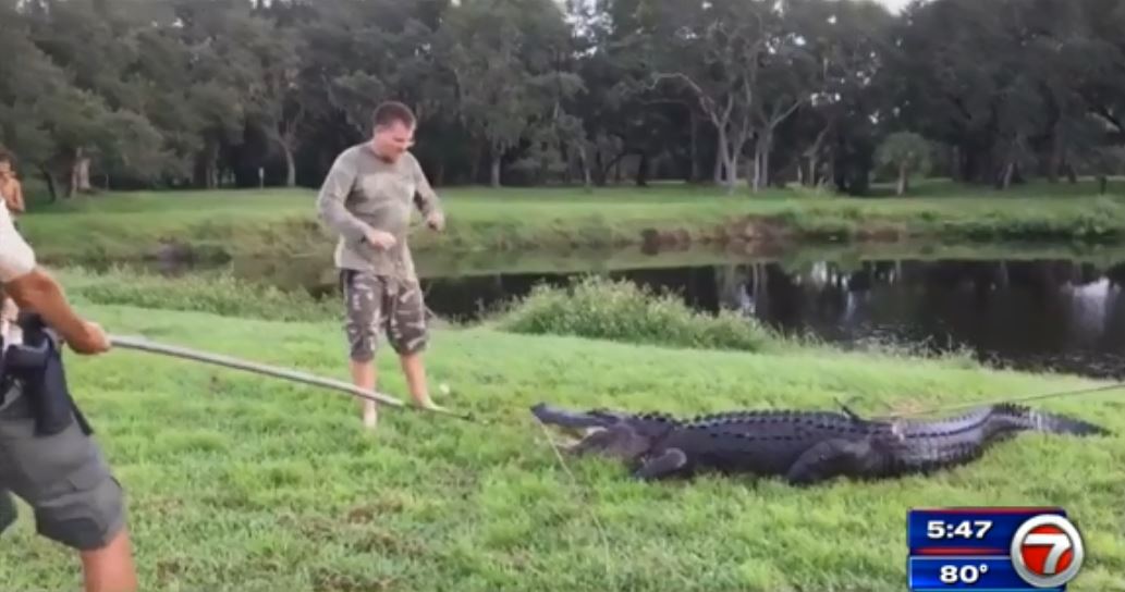 Police: Alligator bites man who went into lake in Florida - WSVN 7News
