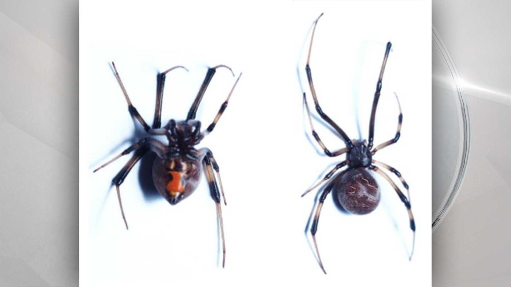 Eek Non Native Venomous Spider Found Living In Oregon Wsvn 7news