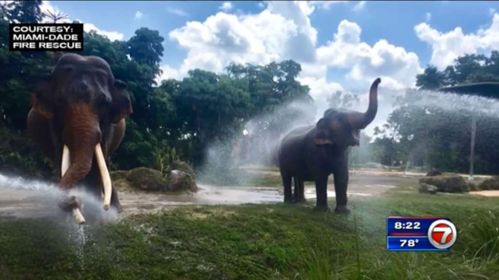 MiamiDade Fire Rescue helps cool down elephants at Zoo Miami WSVN