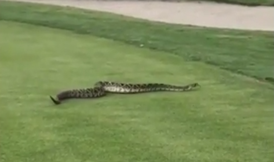 Massive rattlesnake slithers across central Florida golf course WSVN