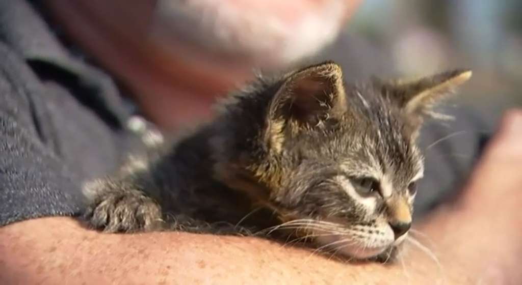 Man rescues kitten glued to busy Oregon road WSVN 7News Miami News