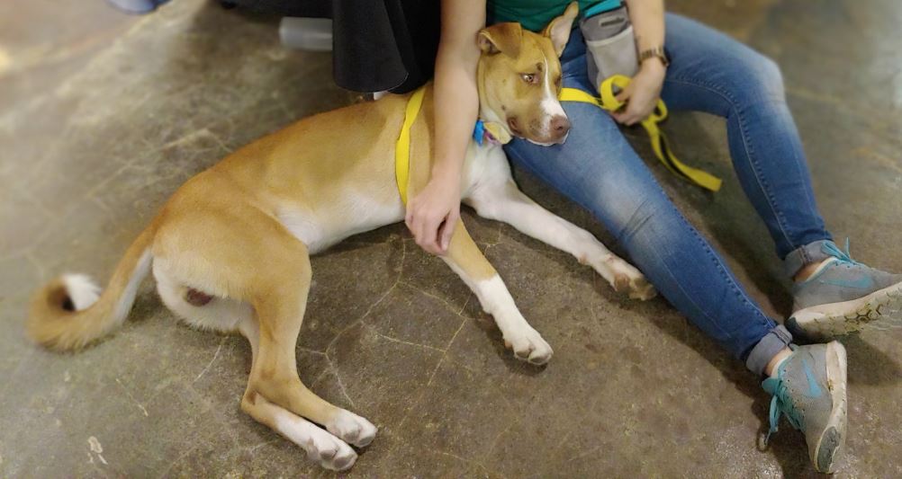 returning dog to spca