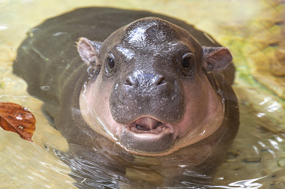 Endangered pygmy hippo calf makes Zoo Miami debut - WSVN 7News | Miami