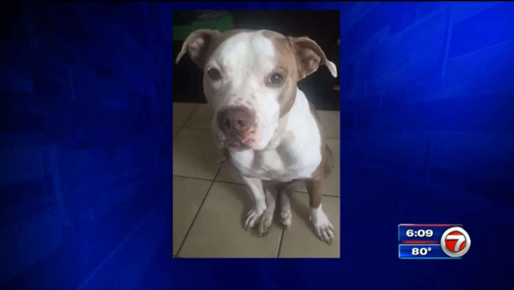South Florida family’s dog dies after being shot by Coral Springs ...