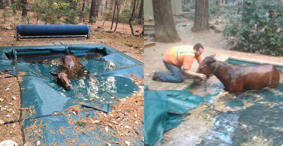Horse jumps into pool to escape California wildfire - WSVN ...