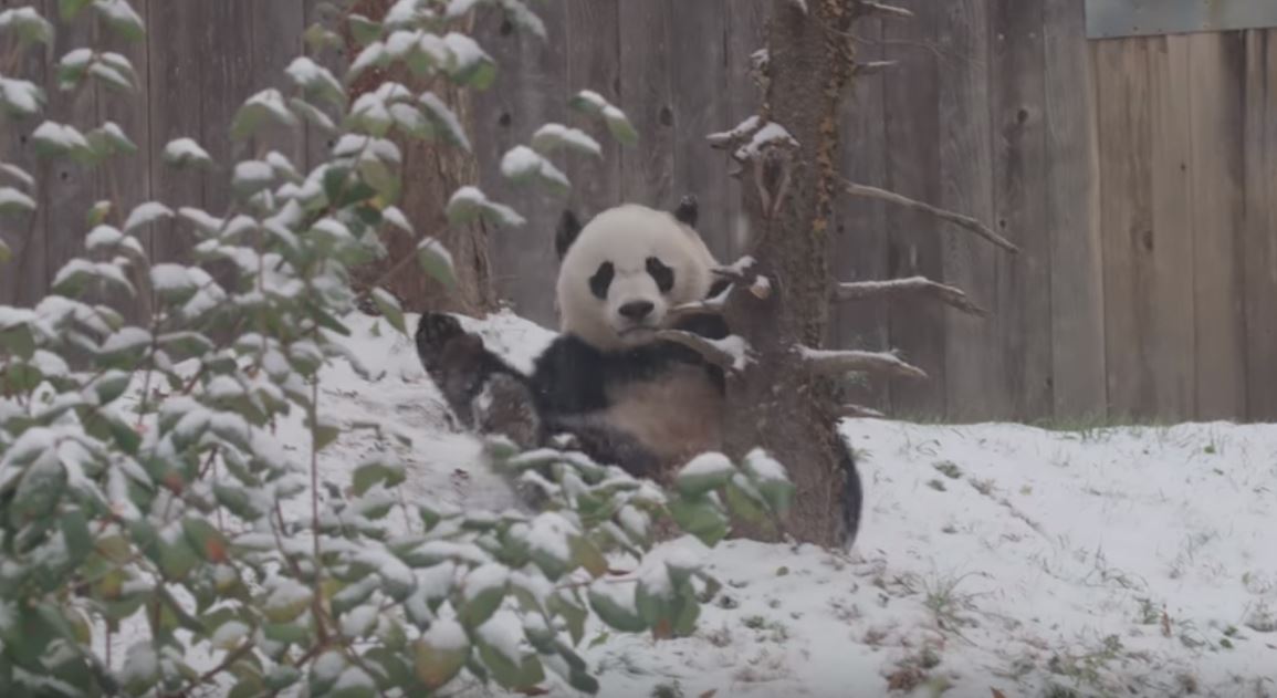 Bei Bei the panda tumbles in first snowfall of the season WSVN 7News