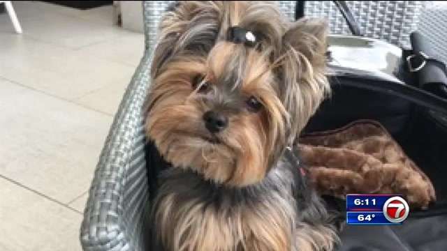 Woman’s Yorkie, purse stolen from car at Miami gas station - WSVN 7News ...
