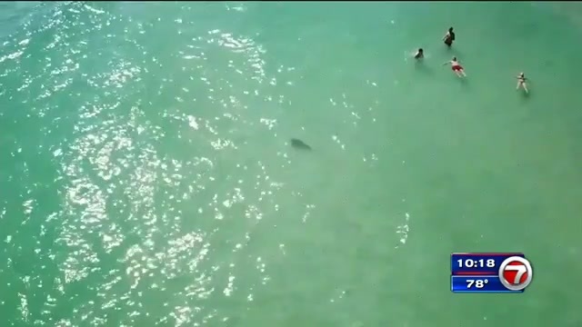 Video Shot By Miami Firefighter Shows Sharks Near South Beach Swimmers Wsvn 7news Miami News Weather Sports Fort Lauderdale