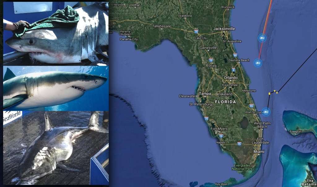 3 large great white sharks tracked swimming down Florida coast - WSVN