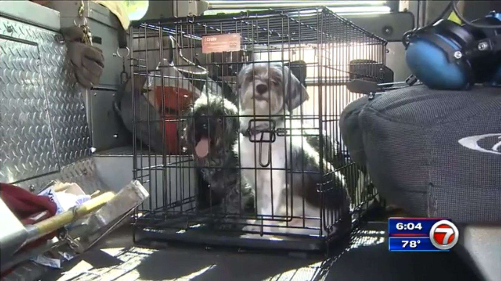 2 dogs saved from apartment fire in Fort Lauderdale - WSVN 7News ...