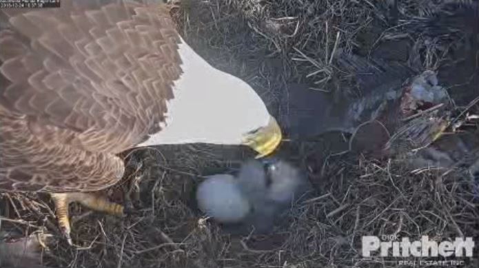 Hurricane Ian wipes out bald eagle nest, birds rebuilding - WSVN 7News