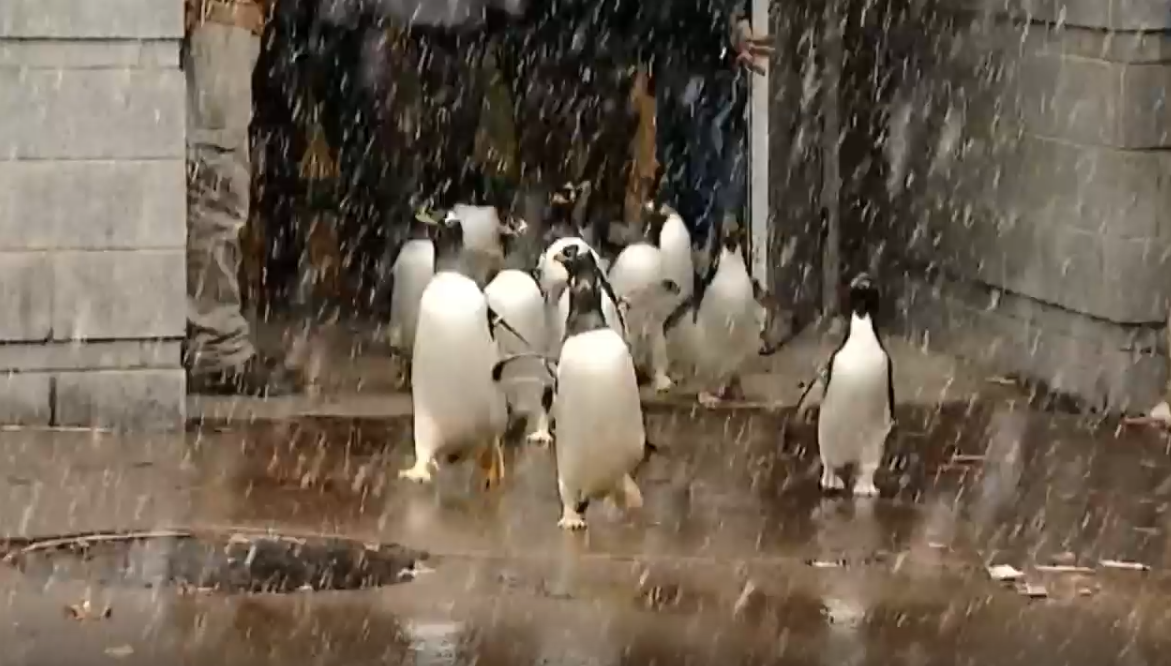 Penguins go on parade to enjoy the snow at the Pittsburgh Zoo – WSVN