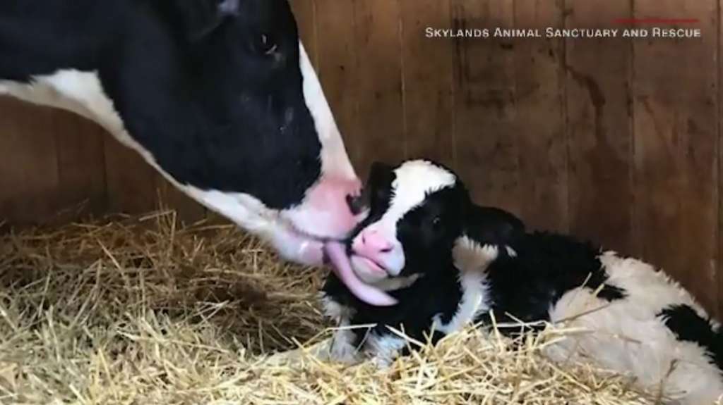 Cow that survives slaughterhouse gives birth - WSVN 7News ...