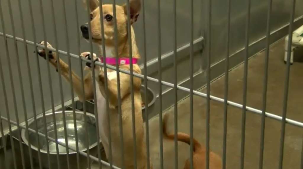 Law in California requires pet stores to only sell shelter dogs, cats
