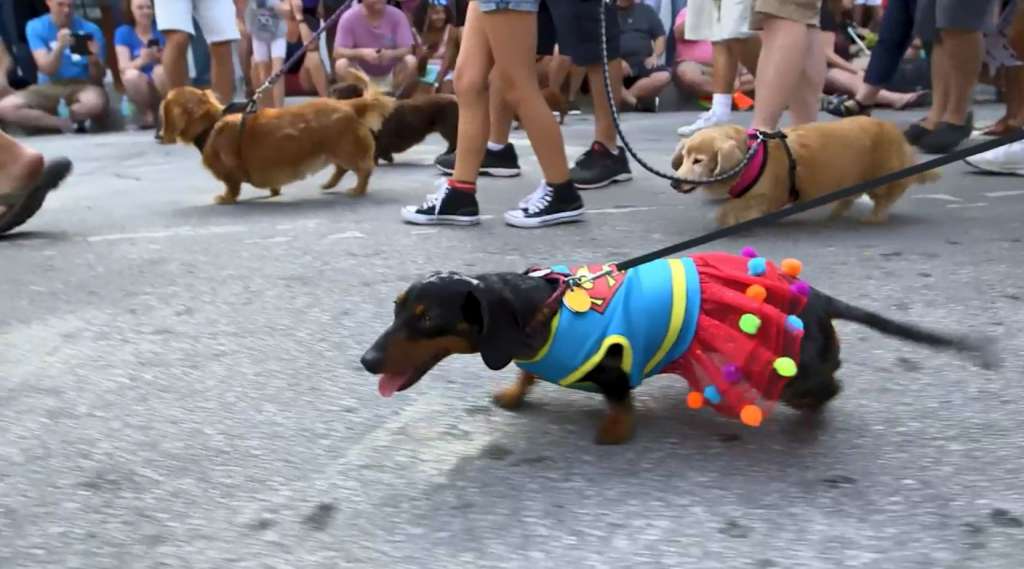 Key West hosts annual Dachshund parade WSVN 7News Miami News