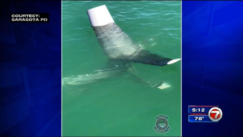 Helicopter crashes off Florida coast; 3 injured WSVN 7News Miami News, Weather, Sports