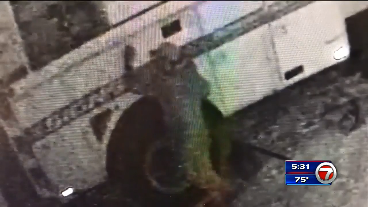 Police search for 2 men involved in vehicle burglaries - WSVN 7News ...