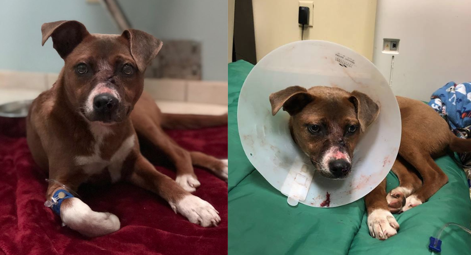 Puppy recovering after being shot in the head with arrow - WSVN 7News ...