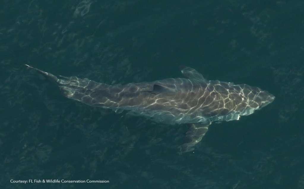Large great white shark spotted off Florida coast - WSVN 7News | Miami
