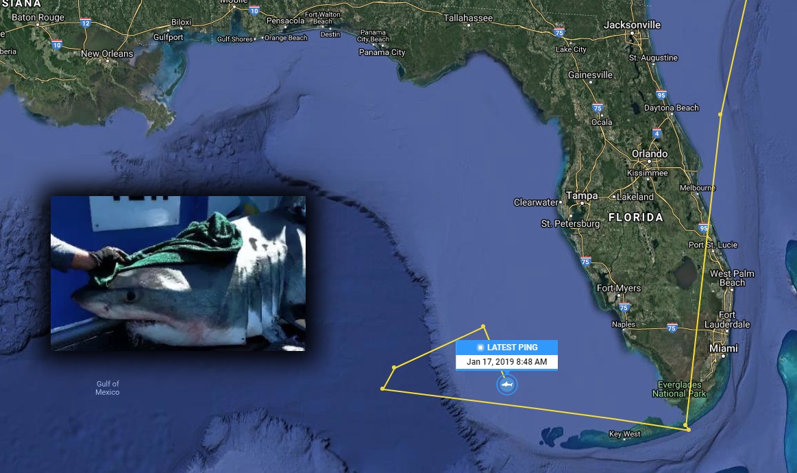 Massive 11-foot great white shark tracked off Florida coast - WSVN