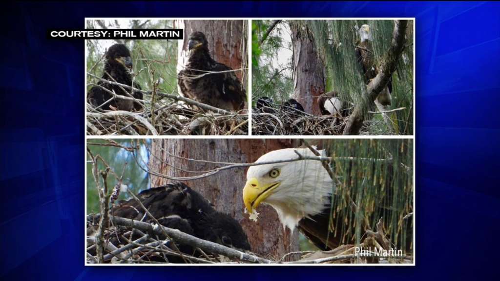 Bald Eagle nest spotted in Pembroke Pines WSVN 7News Miami News