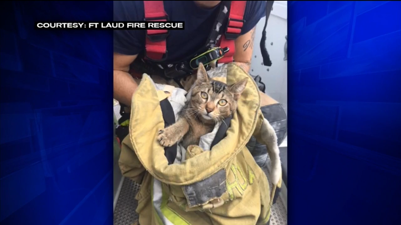 Fort Lauderdale Firefighters rescue cat from pine tree WSVN 7News