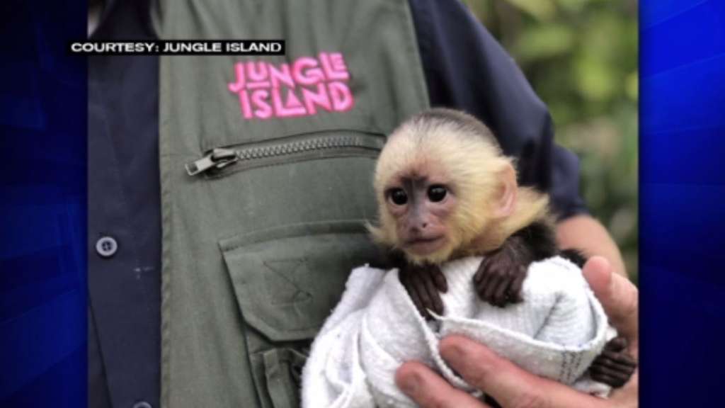 Jungle Island celebrates birth of baby capuchin monkey WSVN 7News