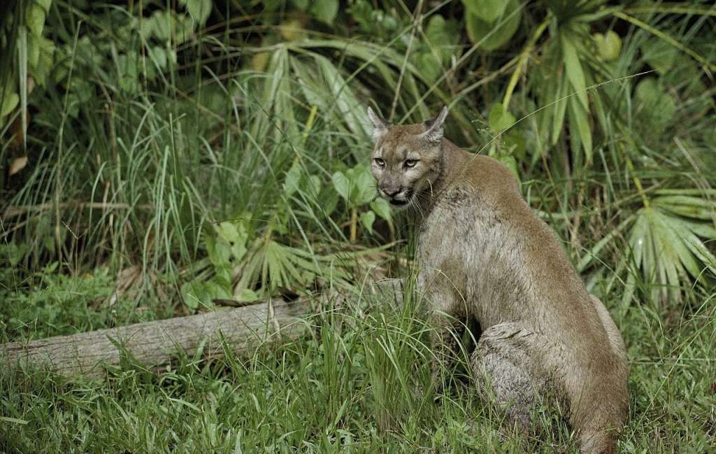 2 Florida panthers found dead from separate vehicle strikes WSVN