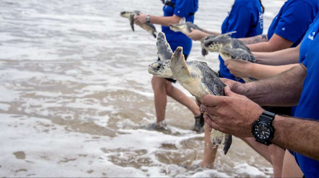 Endangered Sea Turtles Returned To Wild Near New Smyrna Beach Wsvn 7news Miami News Weather Sports Fort Lauderdale Endangered Sea Turtles Returned To Wild Near New Smyrna Beach Wsvn 7news Miami News Weather Sports Fort Lauderdale