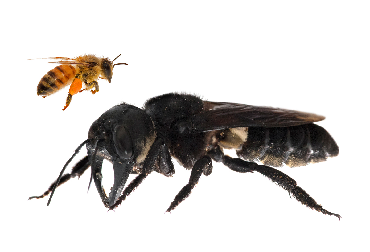 Gigantic bee not seen in nearly four decades rediscovered in the