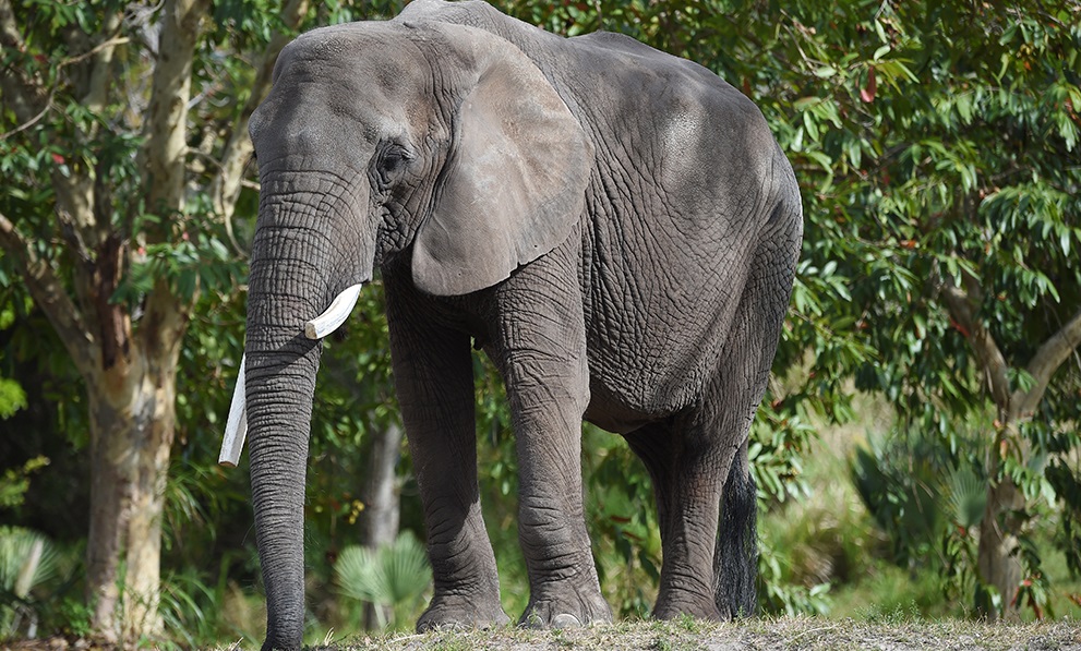 African elephant dies after confrontation with another elephant at Zoo