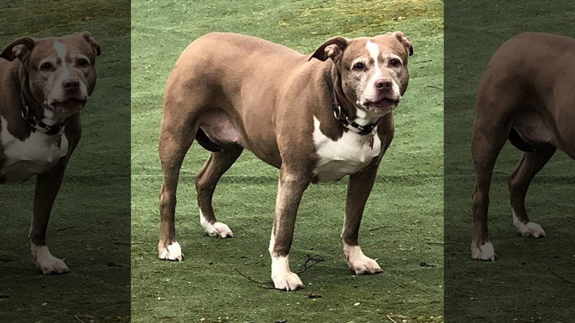 Hero pit bull saves New York family from gas leak WSVN 7News Miami