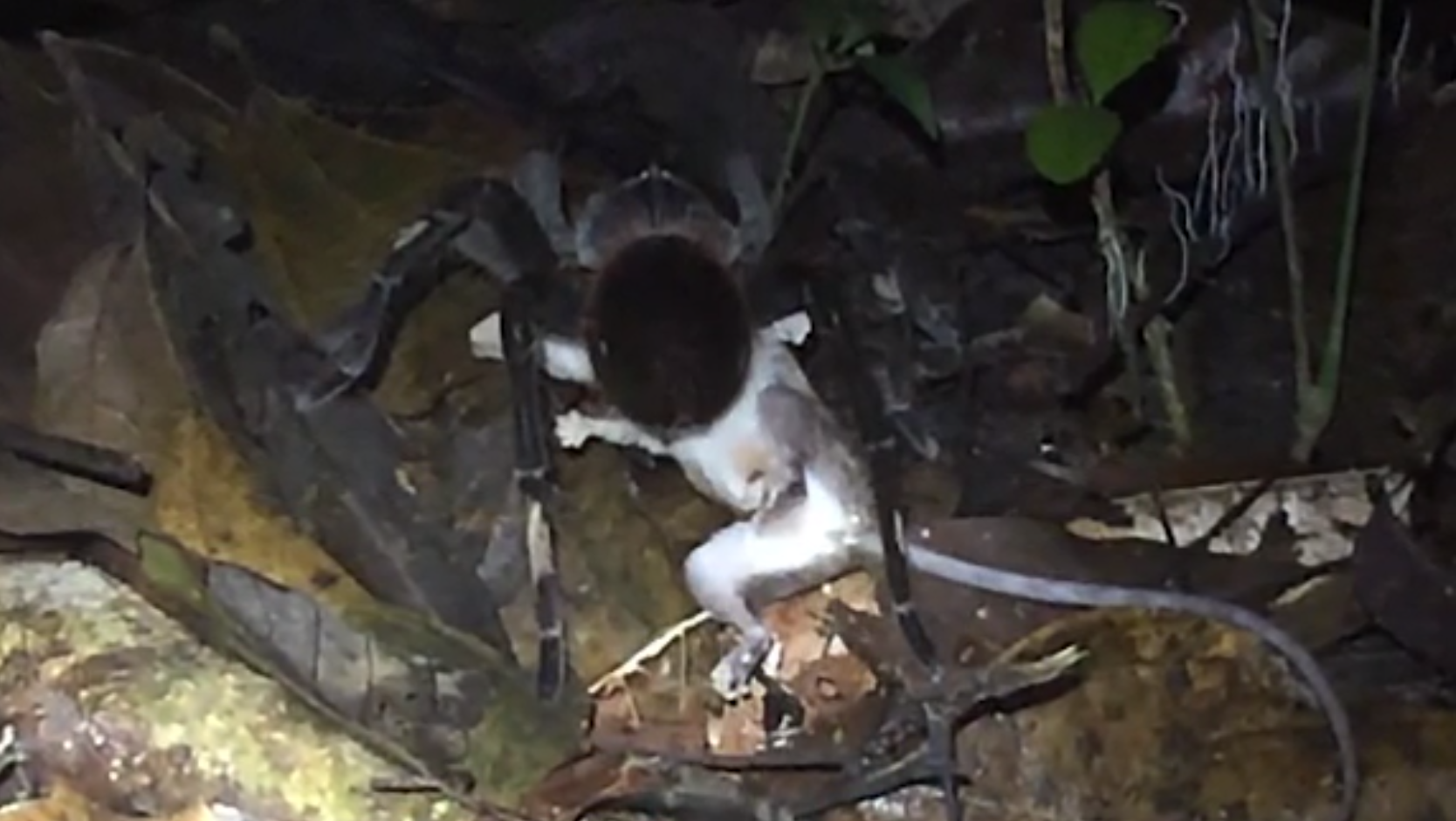 University of Michigan biologists captures photo of spider eating