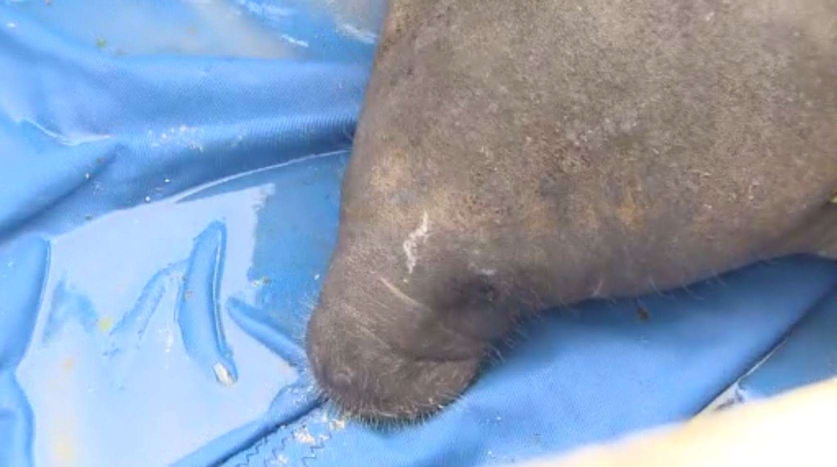 Manatee Injuries Manatee returns to wild after recovering from boat injury - WSVN 7News ...