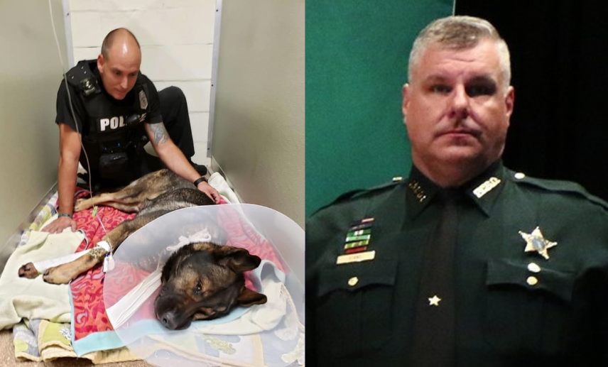 Sheriff: Deputy, police K-9 injured in traffic stop shooting - WSVN ...