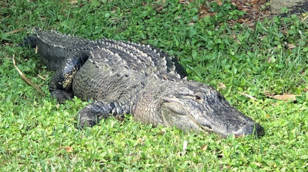 750-pound-alligator-safely-relocated-from-florida-park-wsvn-7news