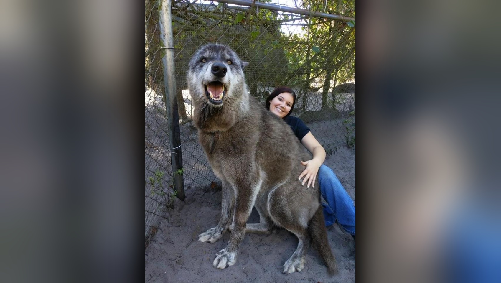 Photo of giant wolf dog at Florida sanctuary goes viral - WSVN 7News |  Miami News, Weather, Sports | Fort Lauderdale