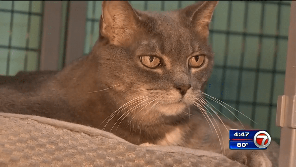 Wilton Manors cat cafe on verge of closing because of jump Wilton Manors cat cafe on verge of closing because of jump