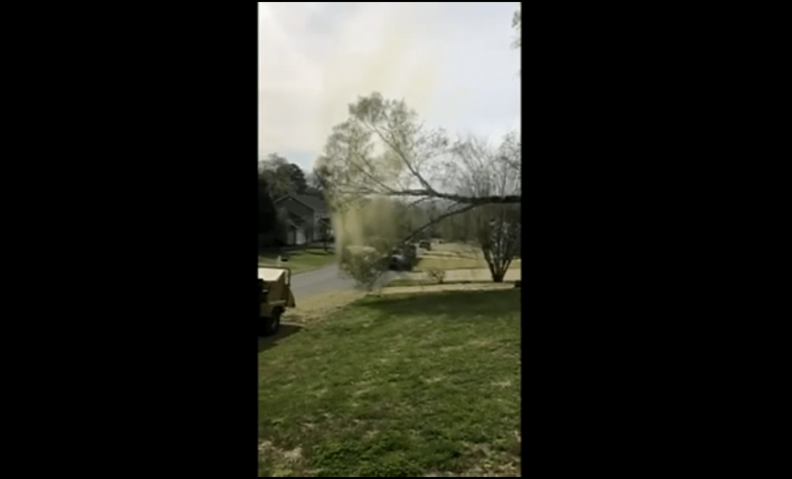 Falling tree creates cloud of pollen in Tennessee WSVN 7News Miami