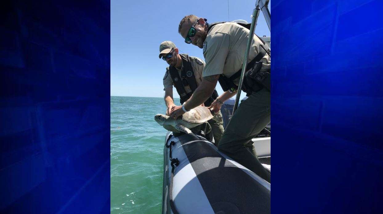 Sea turtle released back into wild after weeks of care near Key West ...