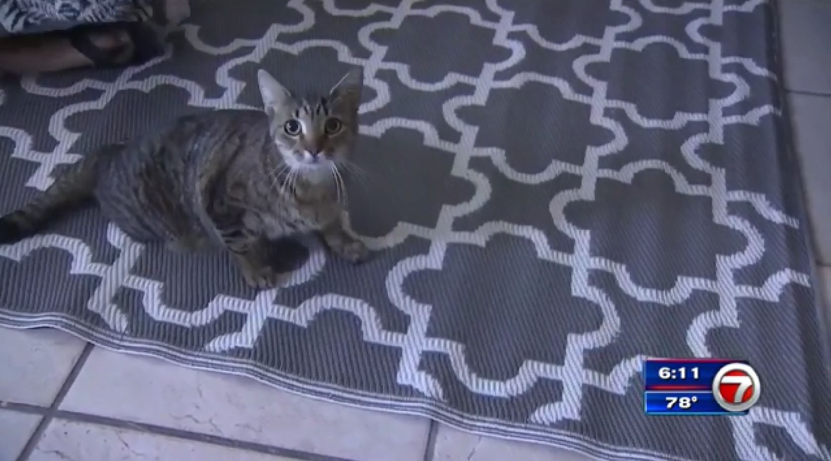 Family pleas for help after cat shot with BB gun in Hollywood WSVN