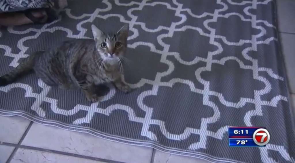 Family pleas for help after cat shot with BB gun in Hollywood WSVN