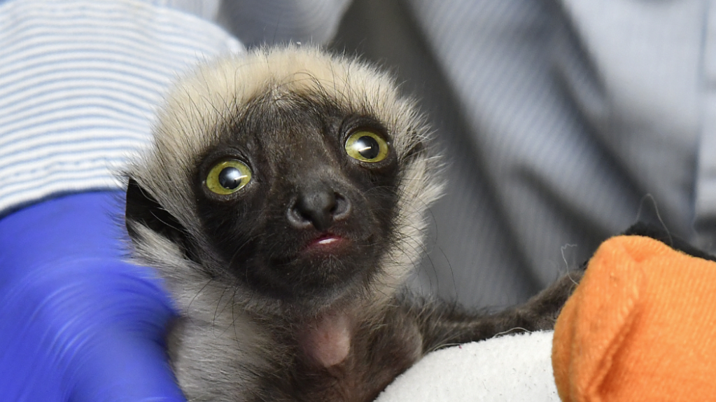 Duke Lemur Center announces birth of Marie, granddaughter of 'Zoboomafoo'  actor - WSVN 7News | Miami News, Weather, Sports | Fort Lauderdale